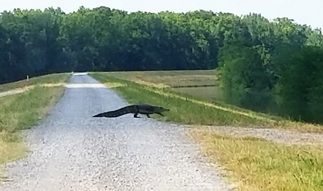 Wildlife are on the move